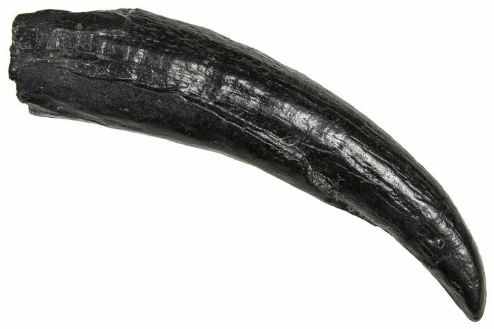 Fossil Pygmy Sperm Whale (Kogiopsis) Tooth - South Carolina #374148